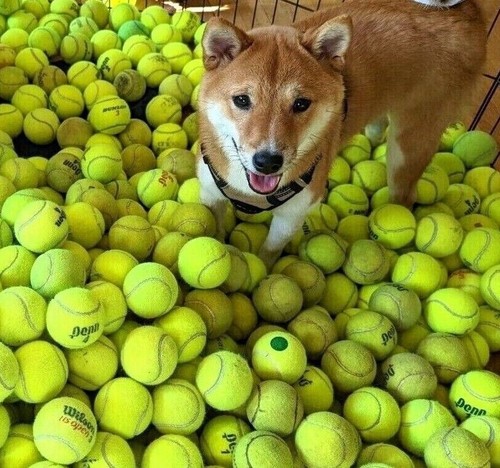 Bulk low cost doggie balls - cost,